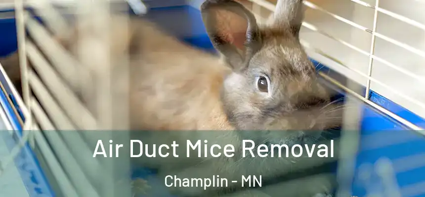 Air Duct Mice Removal Champlin - MN
